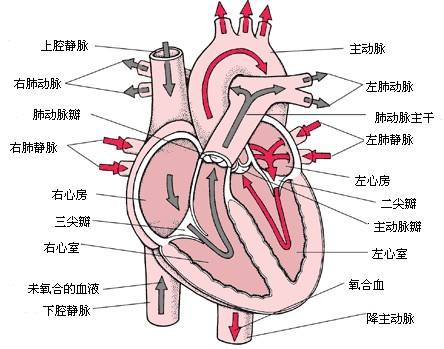 安徽正華動物實驗儀器